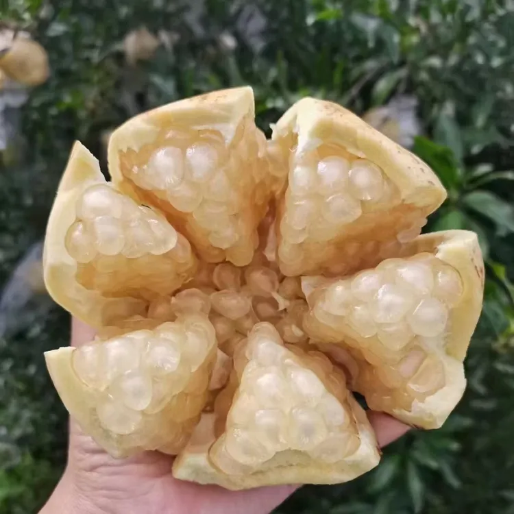 【怀远石榴】怀远特产白花玉石籽新鲜产地直发10斤箱正宗白色