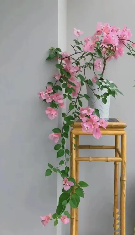 三角梅带花盆栽庭院阳台爬藤老桩四季开花勤花品种