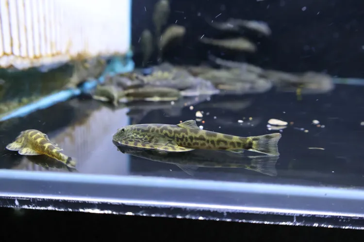 青花瓷吸鳅双吸盘原生冷水清道夫除藻吃垃圾擦鱼缸玻璃工具琵琶鱼