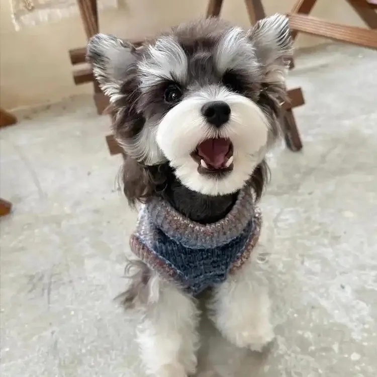 可爱雪纳瑞宠物活体小型犬聪明温顺适合做伴侣犬