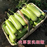 【满5包包邮】牛奶白玉丝瓜种子香嫩长丝瓜肉丝瓜种子早熟易种