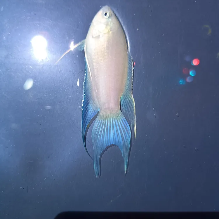 澳火苗子中国斗鱼冷水小型观赏鱼耐活好养适合新手养殖