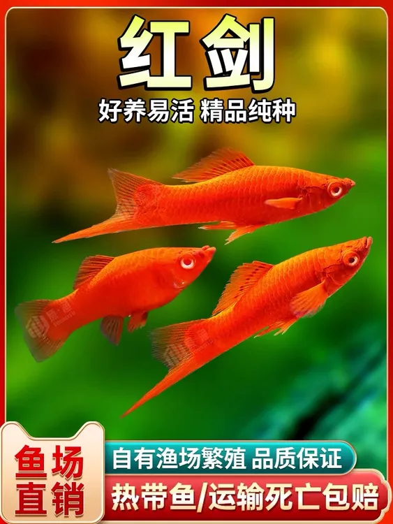 红剑鱼米奇鱼月光鱼等胎生热带观赏鱼新手好养耐活
