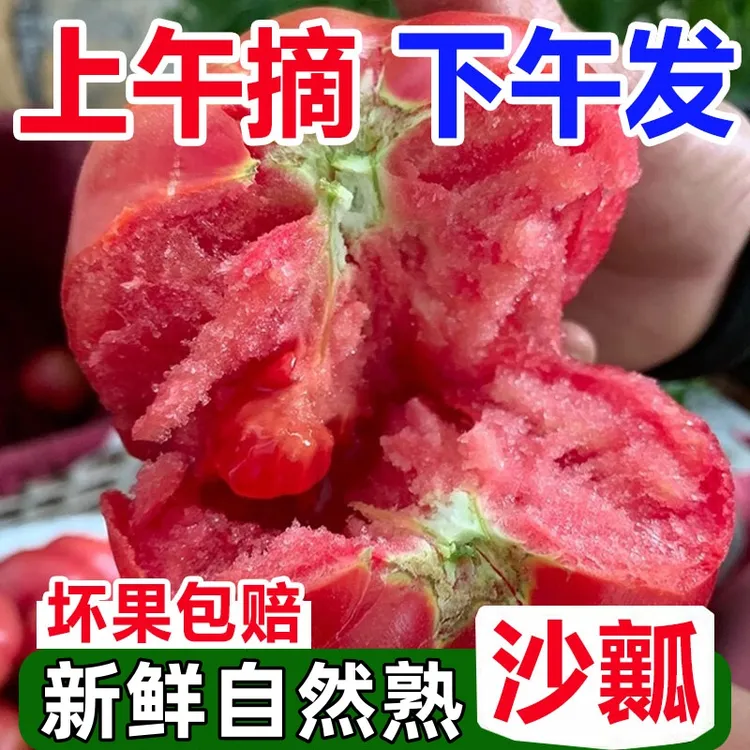 西红柿新鲜自然熟老味道沙瓤番茄可生吃水果番茄当季农家蔬菜现摘