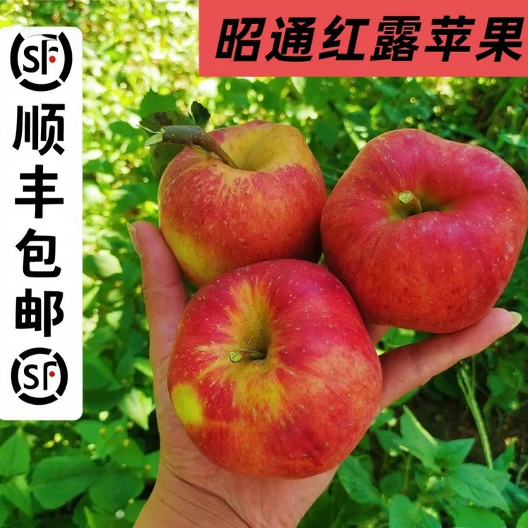 10斤顺丰包邮云南昭通红露丑苹果当季新鲜水果脆甜可口现摘现发。