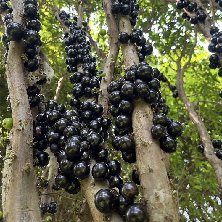 【稀有水果限量】2026新鲜水果甜营养树葡萄嘉宝果鲜果孕妇高档罕见