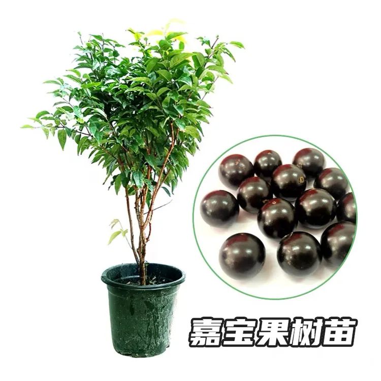 嘉宝果(树葡萄）带土带叶发货成活率高四季结果盆栽地栽都可以包