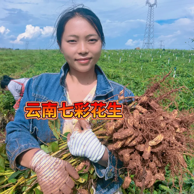 农户自家种的新鲜七彩牛奶花生可生吃煲汤吃