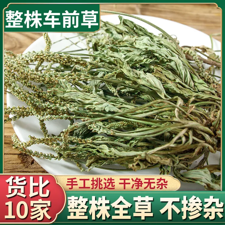 车前草材散装整颗新鲜晒干车前草泡茶泡水车前草茶茶包