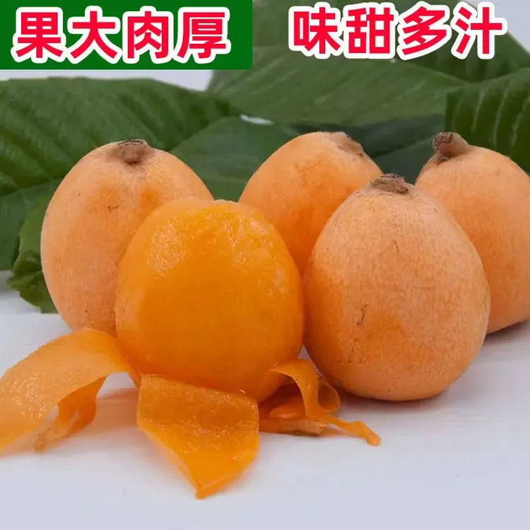 枇杷树苗嫁接大五星枇杷果苗特大琵琶庭院果树南北方种植当年结果