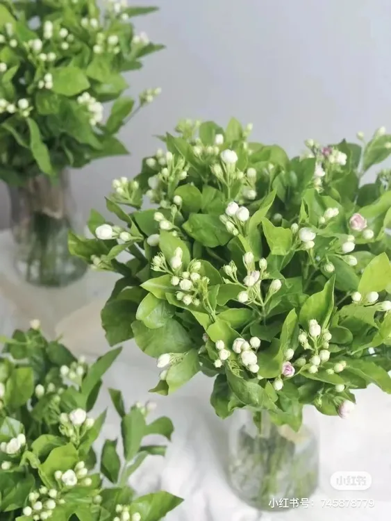 茉莉花基地直发婚庆花店摆摊一手货源鲜花包邮