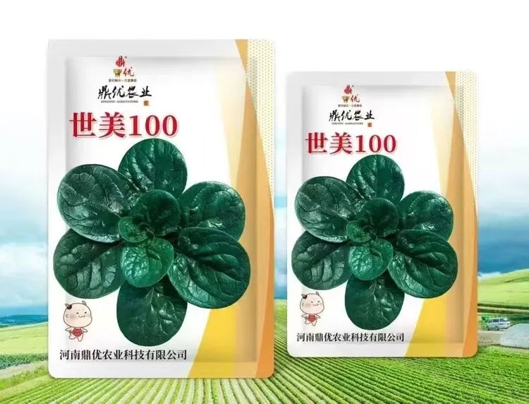 抗霜霉病叶片平展黑亮趴地菠菜种子适宜多季播种