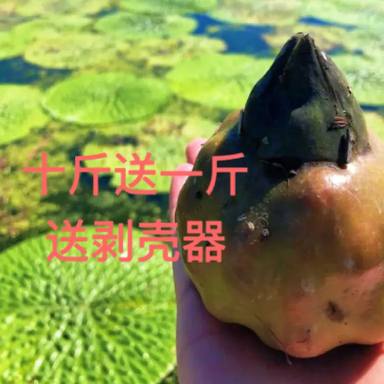 2025新货苏州特产新鲜鸡头米苞头带壳手剥大颗粒新鲜采摘自产自销