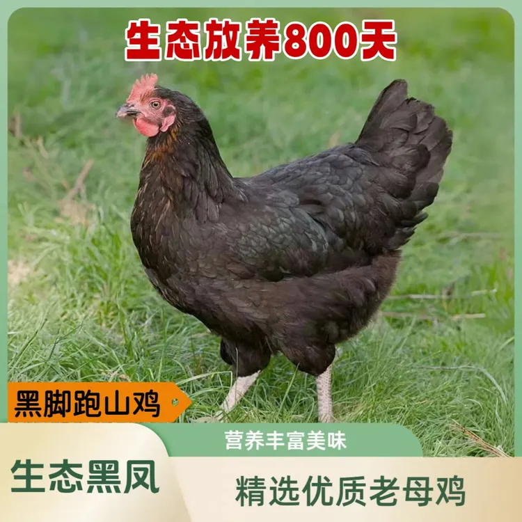 农家生态散养2年半黑脚老母鸡黑爪土鸡走地鸡新鲜宰杀顺丰包邮