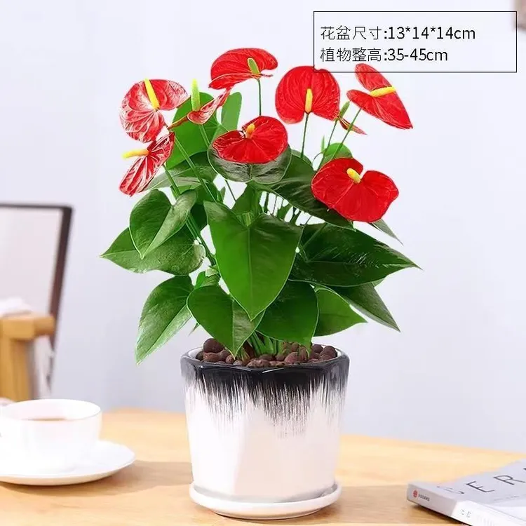红掌盆栽带花室内小绿植特级客厅花卉四季好养大型鸿运当头绿植