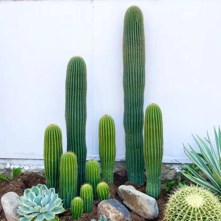 沙生植物景观仙人掌盆栽大凤龙仙人柱庭院造景植物耐热耐旱好养活