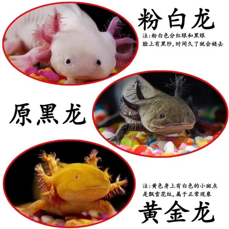 鱼苗观赏冷水淡水好养易活新手入门耐活蝾螈观赏鱼六角热带观赏鱼