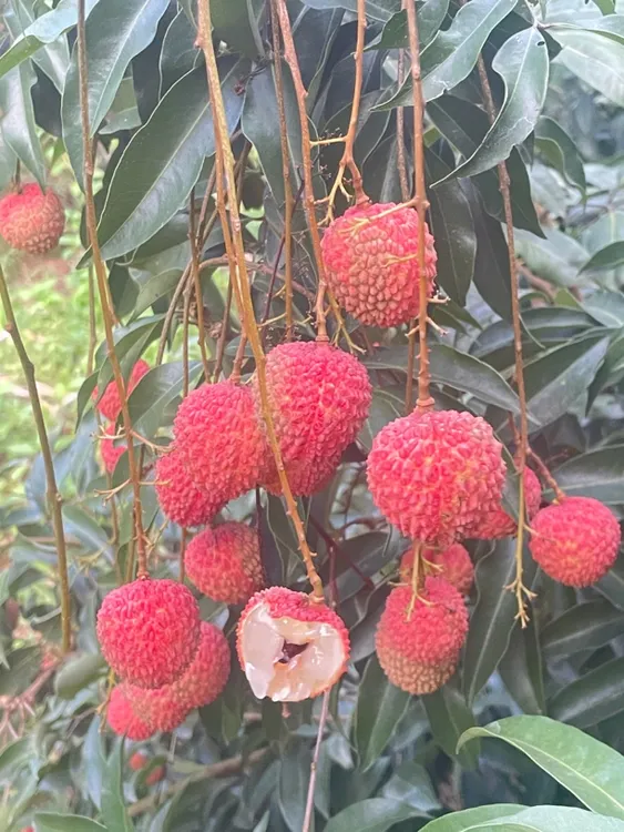 【桂味荔枝】老树纯甜新鲜现摘桂味荔枝应当季水果整箱6斤