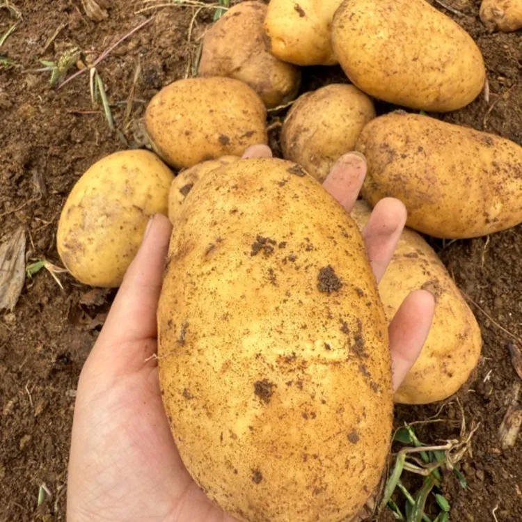 贵州威宁高山洋芋，土豆大果