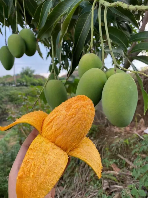 正宗永德鸡蛋芒（10斤装）