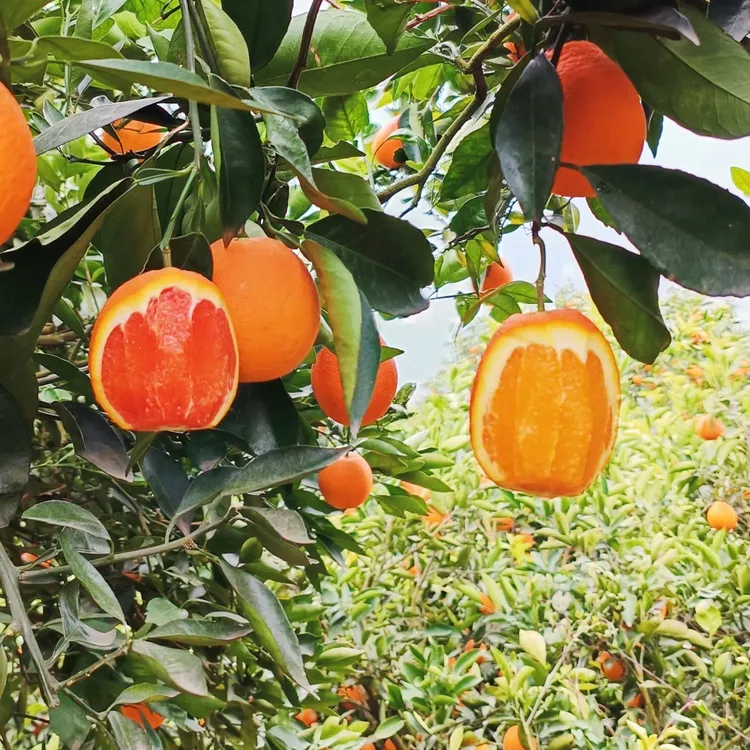 秭归脐橙正宗应季九月红长红圆红血橙伦晚多品种现摘新鲜橙子