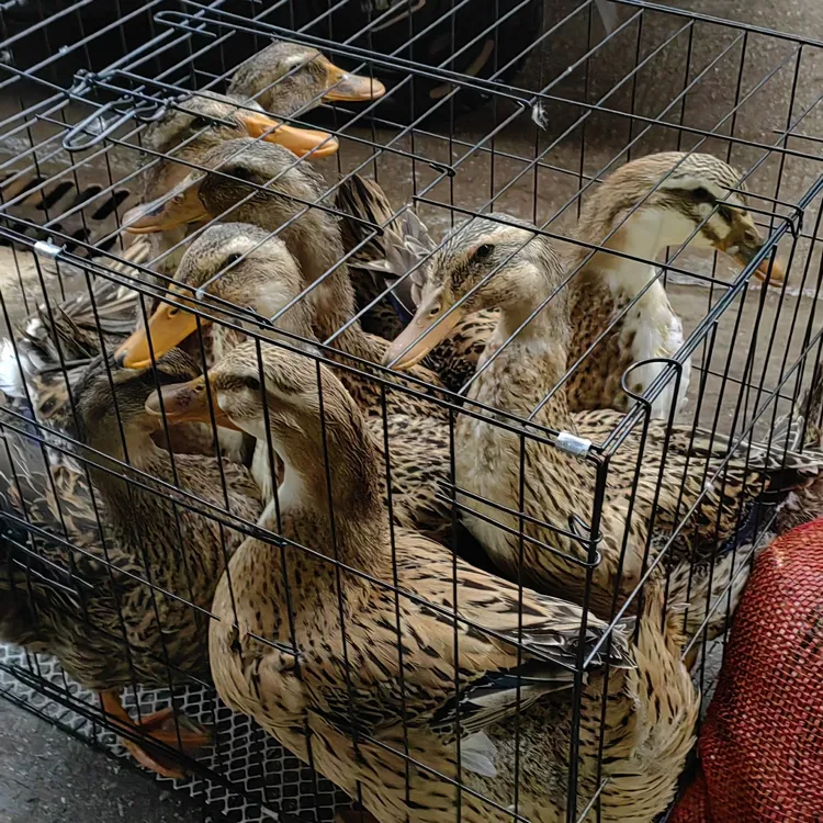 鸭农户家家养鸭时间不一致统一不了标准希望大家理解