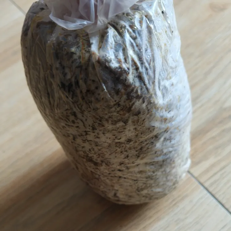 毛慈菇试种一平方，伴生菌1个，杜鹃一号一颗，包育苗技术