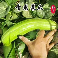 【满五包包邮】青龙菜瓜种子脆瓜梢瓜种籽清香生食凉拌腌制