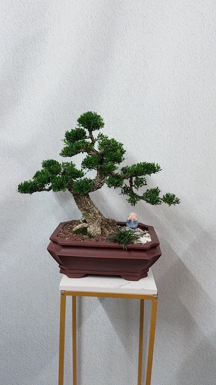 广东皱皮雀舌黄杨高端矮霸老桩黄杨黄荆盆景室内四季常青绿植盆栽