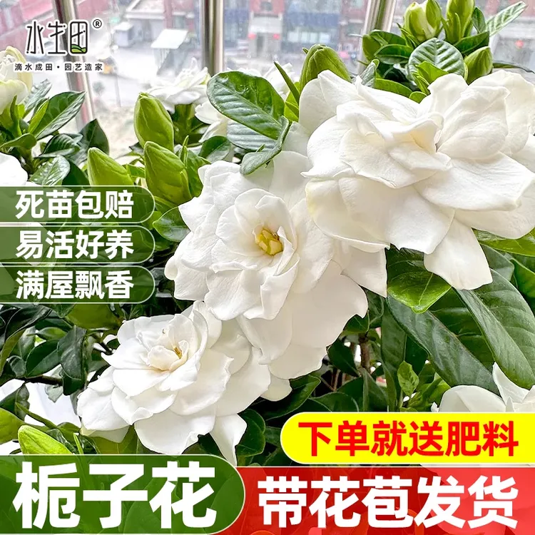 浓香栀子花盆栽大叶牡丹四季室内绿植带花苞阳台小盆鲜花室外植物