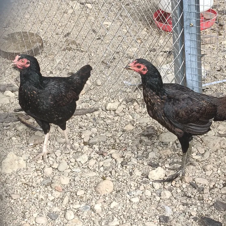 农家散养4-5个月土母鸡下蛋昌盛抱窝性强（两只一起发货）