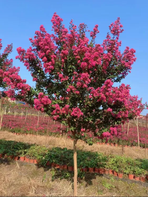 精品单杆天鹅绒红火箭老紫薇树苗适合别墅庭院下苗圃上工地种植
