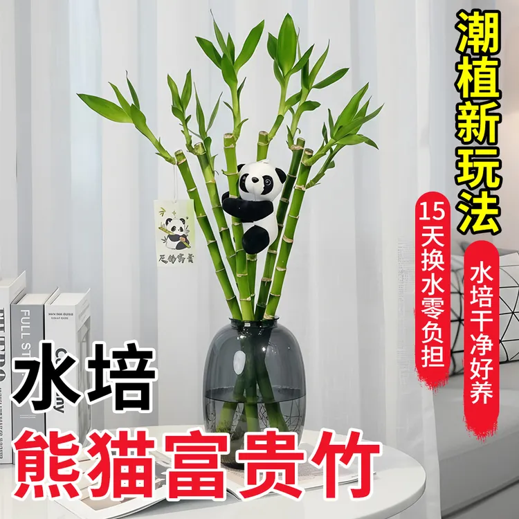 水培富贵竹植物水养室内桌面绿植水养盆栽观音竹四季好养