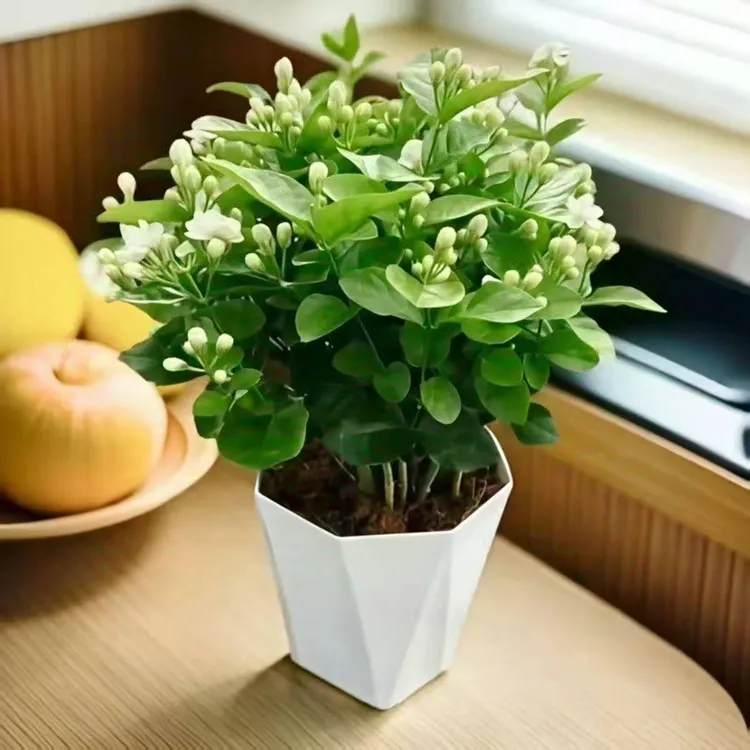 广西横州花期带花香水重瓣茉莉花盆栽绿植花卉带盆室内外种植好养