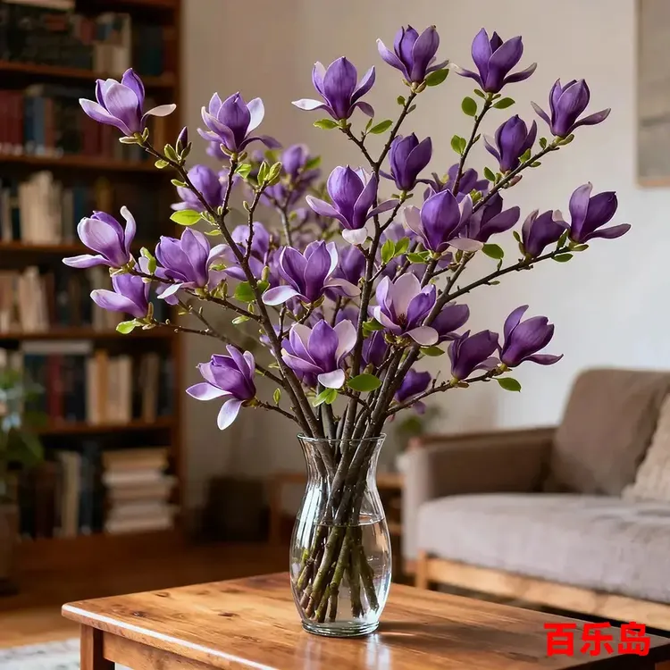 【遇水开花】水培玉兰鲜枝 带花苞室内外耐浓香寒 懒人花卉商品图