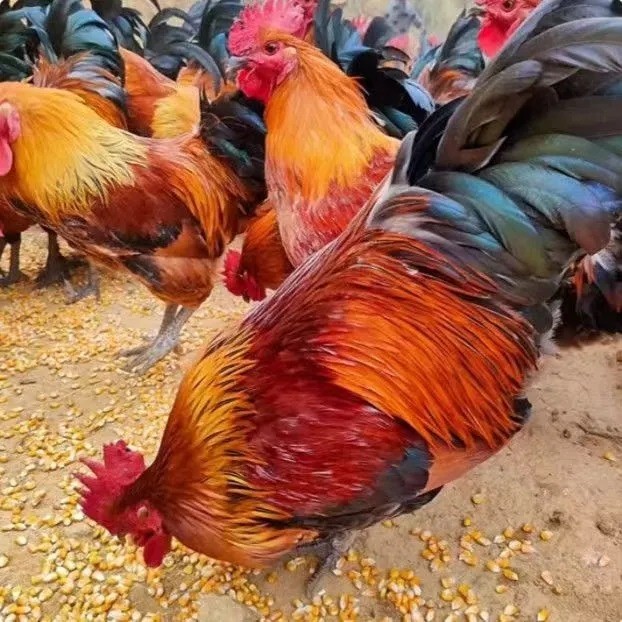 大公鸡【3只装共重7斤-8斤左右】红草公鸡纯粮喂养走地鸡肉质紧实