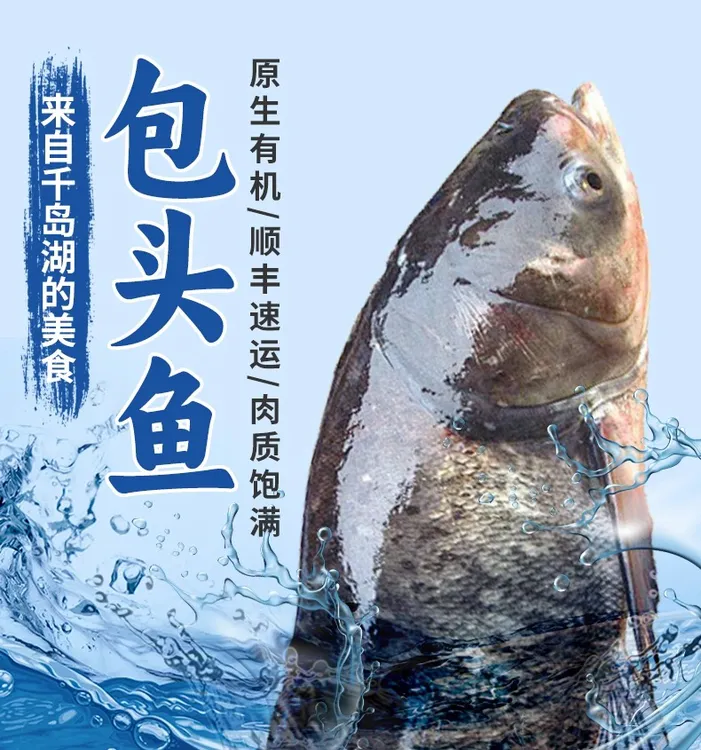 千岛湖活鱼正宗胖头鱼鲢鳙鱼花鲢鱼活鱼快递打包净重8斤起