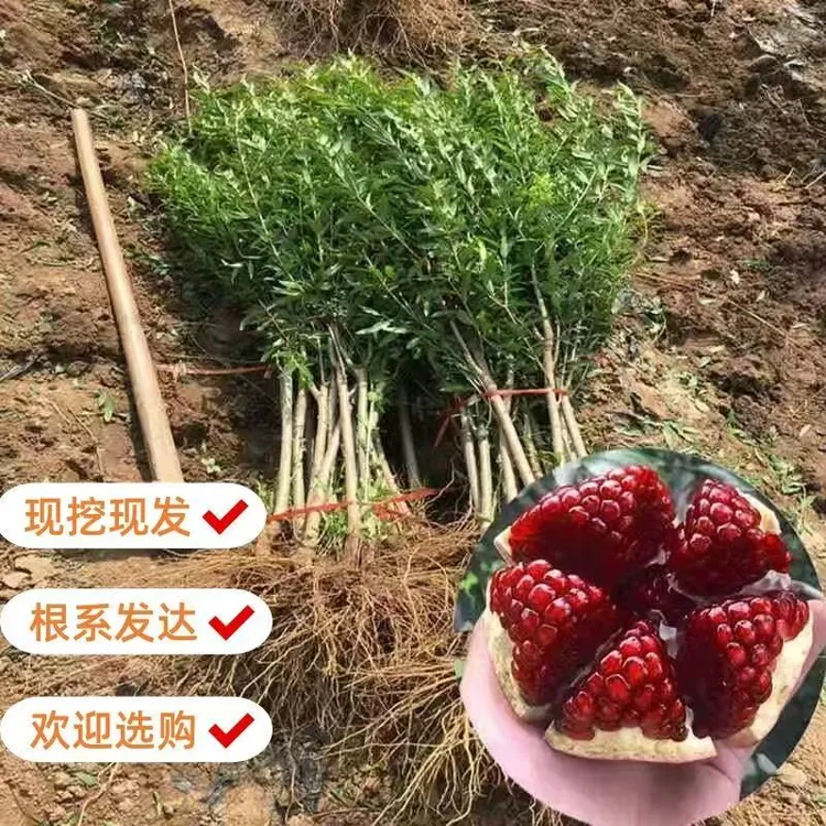 石榴树树苗突尼斯软籽大红袍纯甜南北方种植盆栽地栽庭院果树商品图