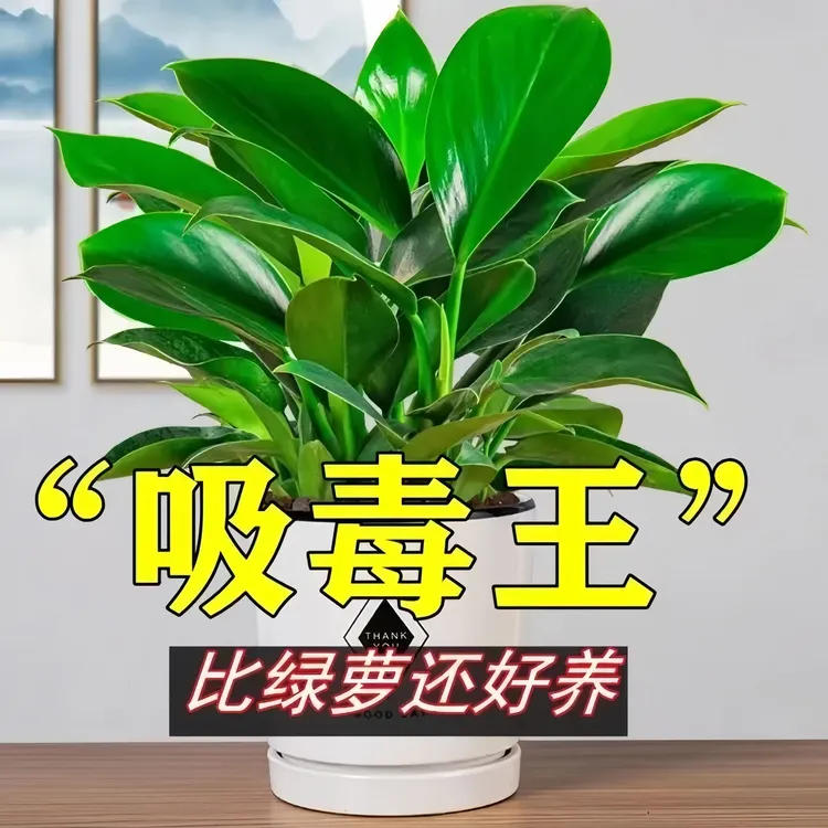 金钻绿公主土培特价水培绿植物四季常青净化空气水养办公室内桌面