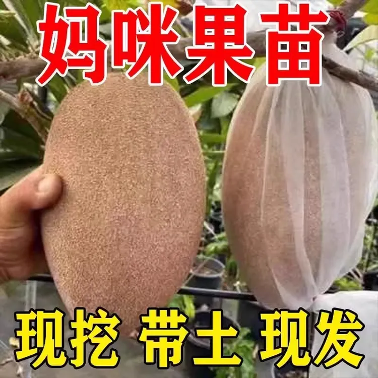 新品种嫁接马加纳妈咪果树苗南方种植盆栽阳台庭院地栽妈咪果苗