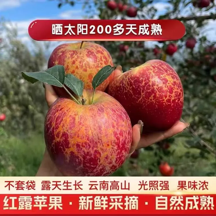 顺丰包邮丨正宗云南昭通丑苹果红露红富士苹果头茬鲜果纯甜爆汁