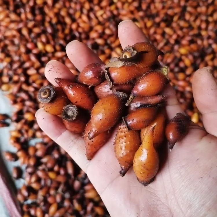 全红新鲜金樱子深山中药材男士泡酒金樱子干货2025年采金樱子鲜果