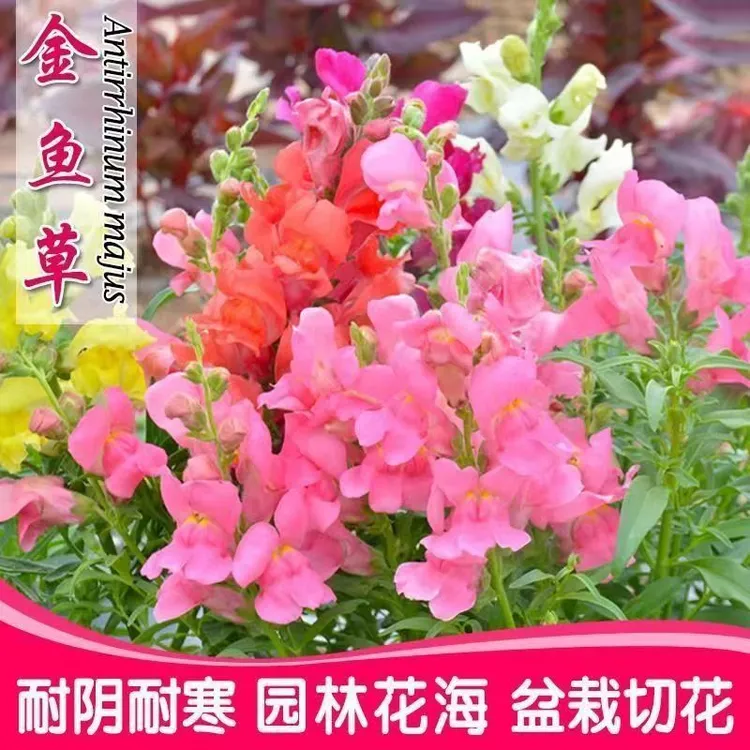 【重瓣矮秆金鱼草种子】四季种植盆栽地栽阳台小院种植