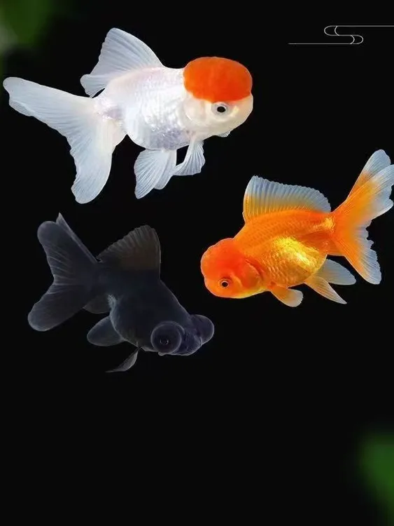 淡水观赏鱼狮子头锦鲤耐活冷水蓝吉罗淡水鱼观赏鱼