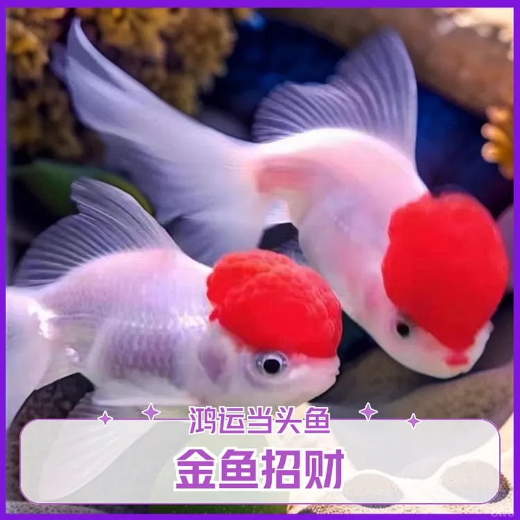 冷水观赏鱼鸿运当头金鱼招财淡水鸿运当头养小型好耐活鱼狮子头