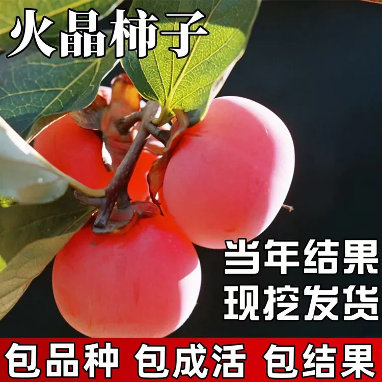 火晶柿子树苗无籽软柿子苗成熟即食甜脆柿子苗南北方种植当年结果