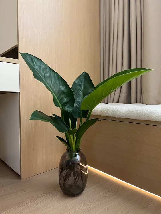 大叶金钻水培植物盆栽吸甲醛室内桌面四季好养绿植