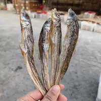 大别山生态沙锥鱼干鱼年货（鱼中贵族）
