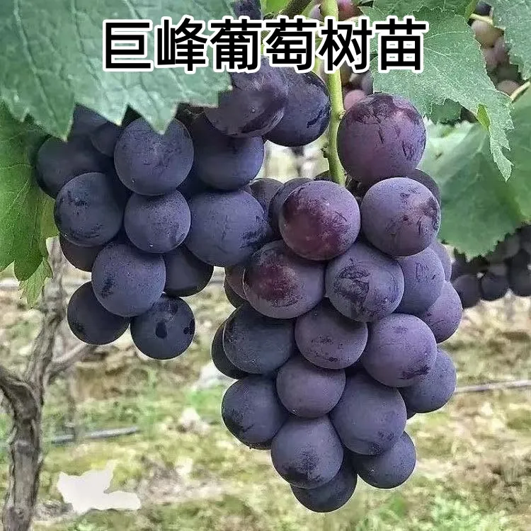 葡萄树苗嫁接巨峰葡萄果树苗南北方庭院种植地栽盆栽耐寒葡萄树苗