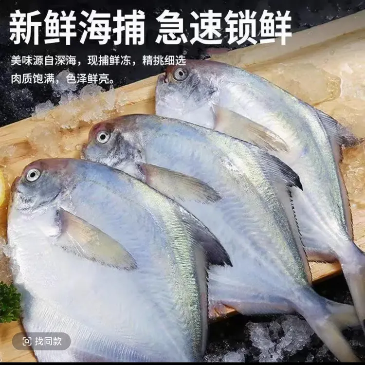 开海新货野生银鲳鱼一斤5条发4斤无冰衣平鱼山东渔港码头顺丰包邮